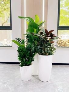 宁波花木出租方案